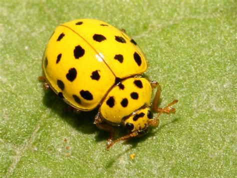 Ladybird Beetle - Insects Morphology