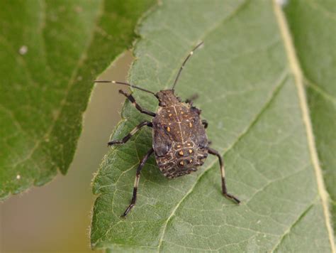 Brown Marmorated Stink Bug | WSU Tree Fruit | Washington State University