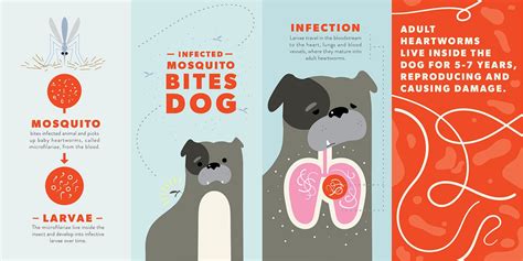 Heartworms in Dogs: What You Need to Know | BeChewy