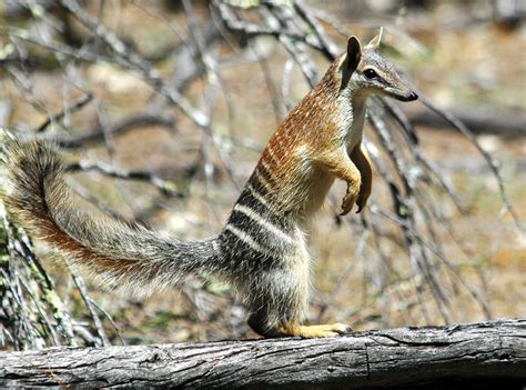 Comfortably Numbat - Australian Traveller