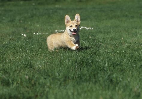 Smiling Corgi Puppy Running in Field Photograph by Jerry Shulman - Pixels