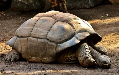 Alligator Bay - Reptilarium du Mont Saint-Michel - Beauvoir - Aquarium ...