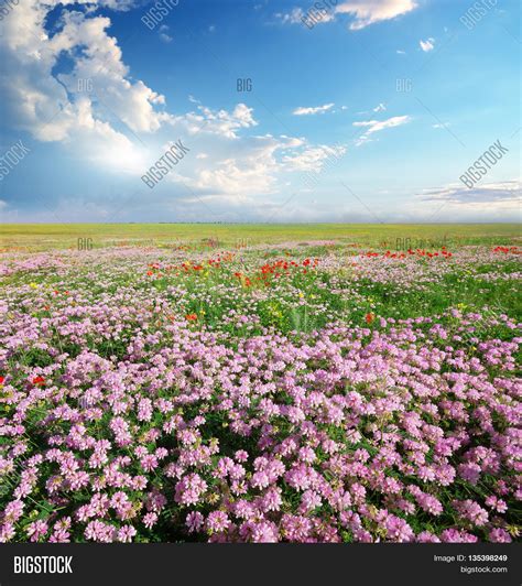 Spring Flowers Meadow Image & Photo (Free Trial) | Bigstock