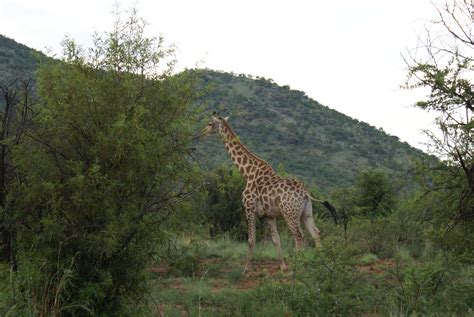 Pilanesberg Resort Safari - 3 Day - Safari With Us