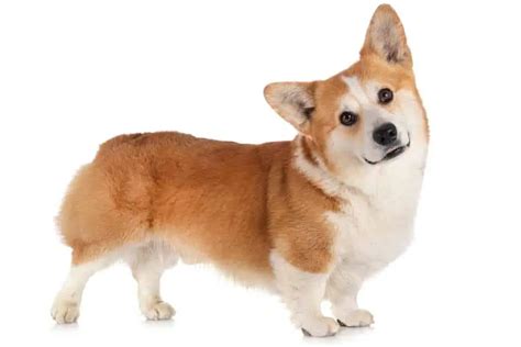 Corgi Size: Are Corgis Small Or Medium Dogs? - Corgi Care