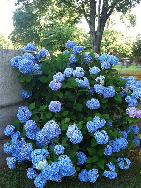 Blue hydrangeas | Blue hydrangea, Flower power, Plants