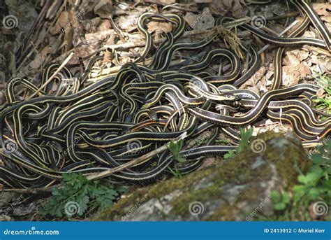 Snake Den 1 stock photo. Image of spring, blooded, snakes - 2413012