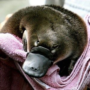 Top 17 Platypus Facts - Diet, Habitat, Appearance & More | Facts.net