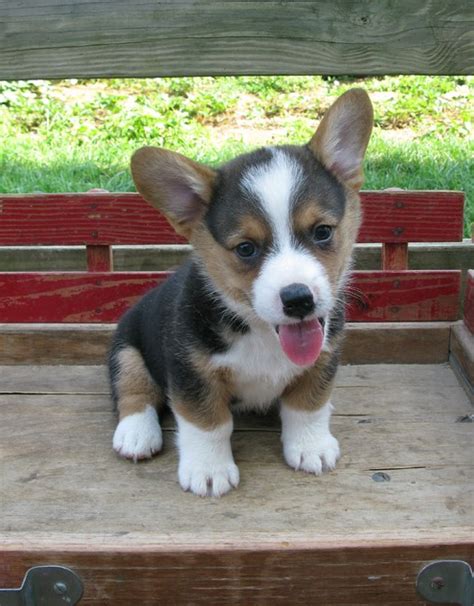 tri color corgi puppies - Wilford Rossi