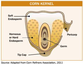 CornKernel - U.S. GRAINS COUNCIL