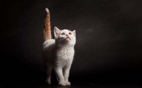 cat, Animals, Simple Background, Looking Up Wallpapers HD / Desktop and Mobile Backgrounds