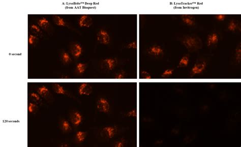 Cell Navigator® Lysosome Staining Kit *Deep Red Fluorescence* | AAT ...