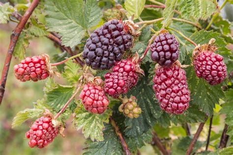 Boysenberry Care: How To Grow Boysenberries In The Garden