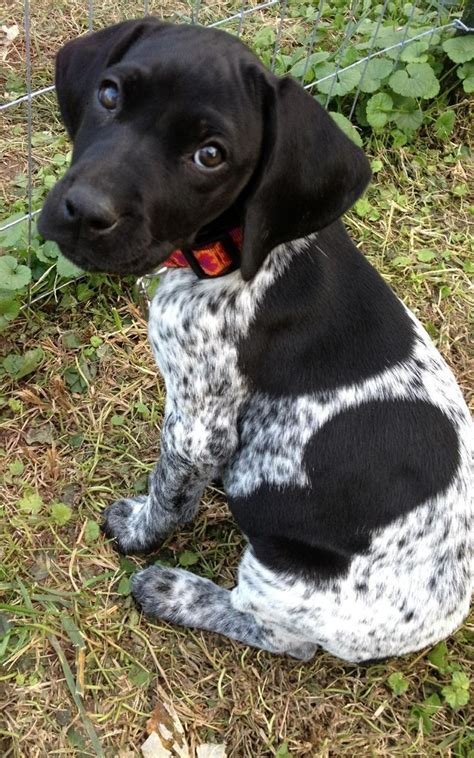 cosa preciosa! | POINTER | Perros mascotas, Perros de caza y Animales