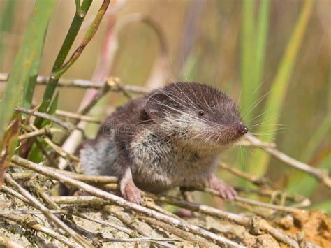 Bicolored White-toothed Shrew Stock Image - Image of insectivore, hairy ...