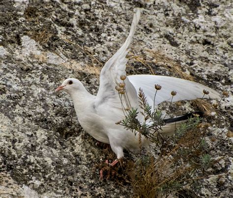 Rock Dove - Owen Deutsch Photography