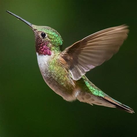 Humming (Sound) | Hummingbird, Hummingbird pictures, Bird