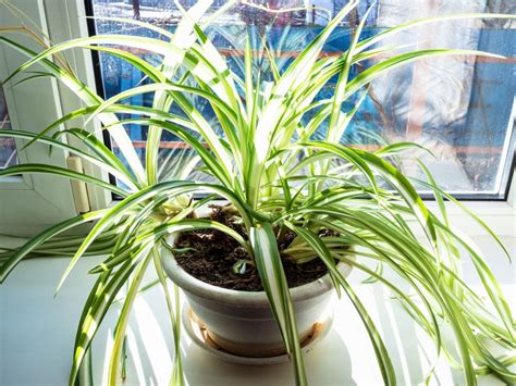 Spider Plant Germination - Tips On Growing Spider Plants From Seed