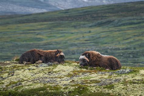 Musk oxen in Dovrefjell, Norway