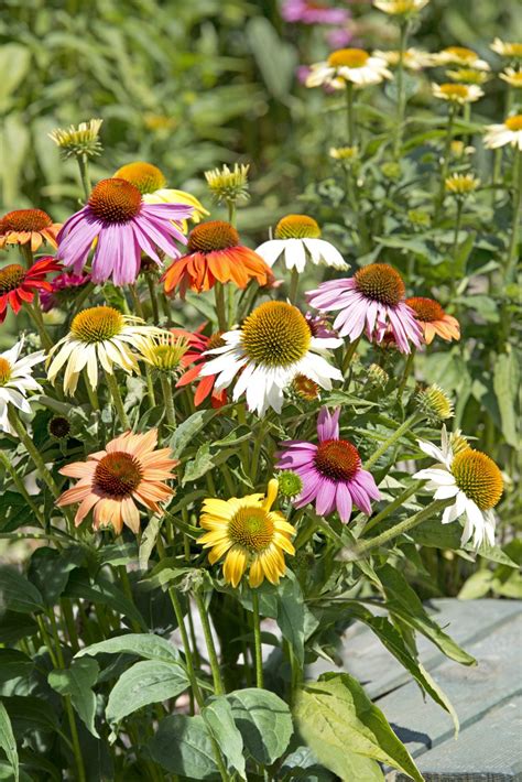 10 Best Plants & Flowers to Use for Tea - National Garden Bureau