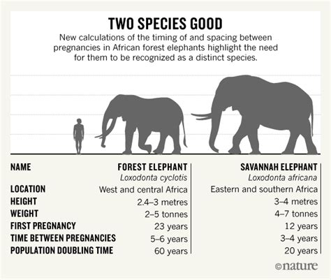 All About the African Forest Elephant - Owlcation