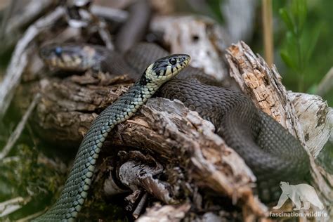 Grass Snake | During the mating season grass snakes can be f… | Flickr