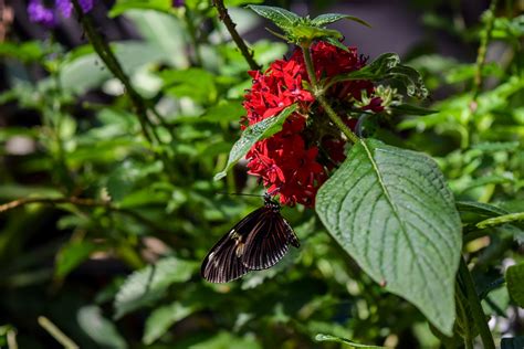 Butterflies at the Fort Worth Botanic Gardens – Patricia Heatherington.com