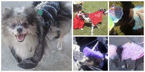 Dog Costume Contest I Awesome Dog Costume Ideas 2015 (video) | Diy dog costumes, Dog costume, Dogs