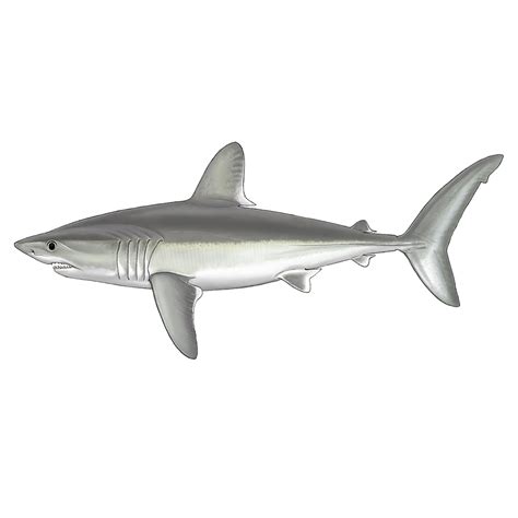 Porbeagle Shark | Sharkpedia