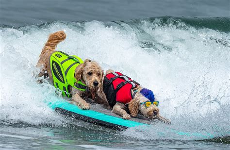 World Dog Surfing Championships 2022 (Pacifica)