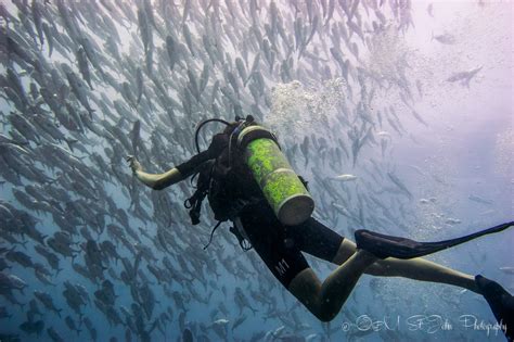 Guide To Scuba Diving In Sipadan Island In Sabah, Malaysian Borneo ...