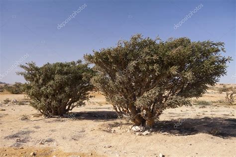 Frankincense tree in Oman — Stock Photo © fotomem #98440678