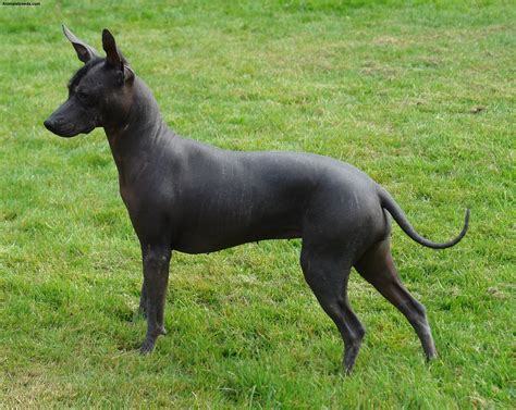 Xoloitzcuintli Dog Breed (Mexican Hairless Dog) - Pictures, Information, Temperament ...