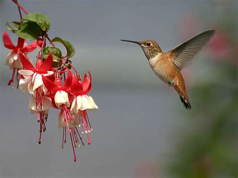 Free download Hummingbird Wallpaper [1024x768] for your Desktop, Mobile ...