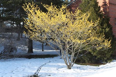 witch hazel tree - Google Search | Tuin, Wintertuin, Toverhazelaar