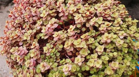 13 Best Stonecrop Varieties for Your Rock Garden