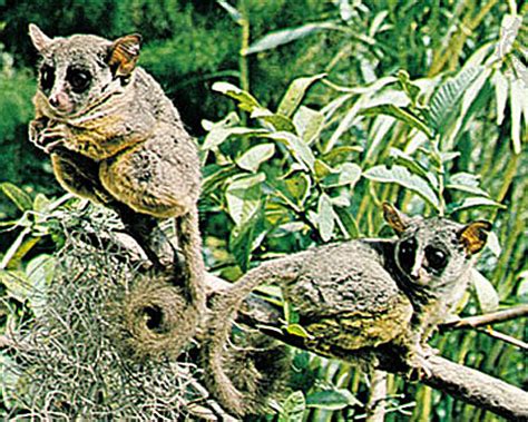 Galago - Bush Baby, Tiny African Primate | Animal Pictures and Facts | FactZoo.com