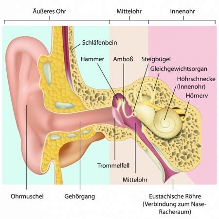 Gehörgang - Funktion, Aufbau & Beschwerden | Gesundpedia.de