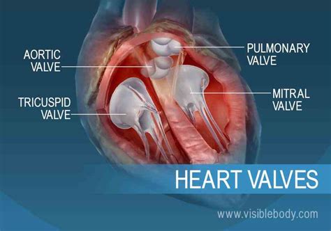 Anatomy Of The Heart Chambers | MedicineBTG.com