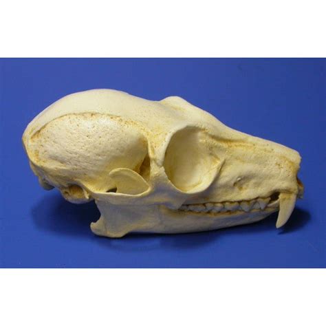 Ruffed Lemur Skull Replica | DINOSAURS ROCK SUPERSTORE | Fossil ...