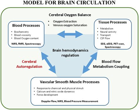 Model for brain circulation. Cerebral autoregulation is only a single... | Download Scientific ...