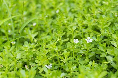 Water Hyssop: Care and Growing Guide