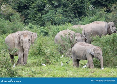 Asiatic Elephant is Big Five Animal in Stock Photo - Image of india ...