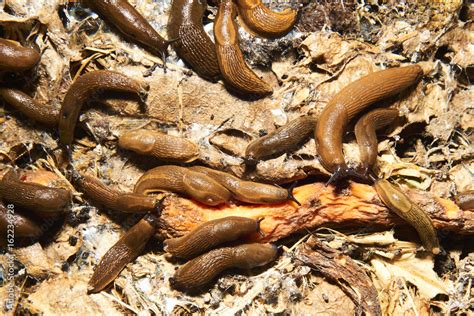 Group of slugs eating in the garden. Spanish slug (Arion vulgaris ...