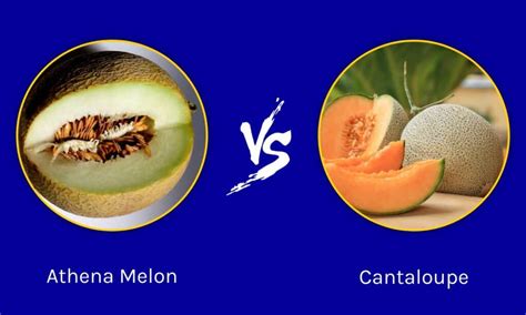 Athena Melon vs. Cantaloupe: What's the Difference? - A-Z Animals