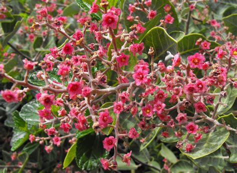 Timeless Environments: Pink Flowering Sumac (Rhus lentii) & Lemonade ...