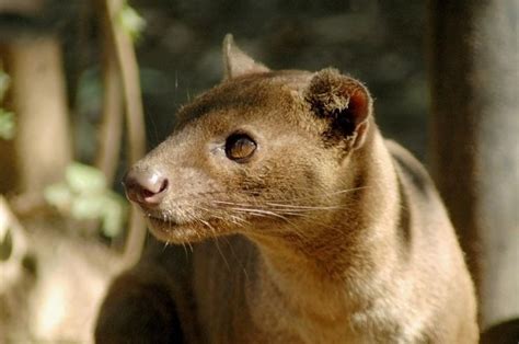 Fossa Madagascar | Flying lemur, Predator, Madagascar