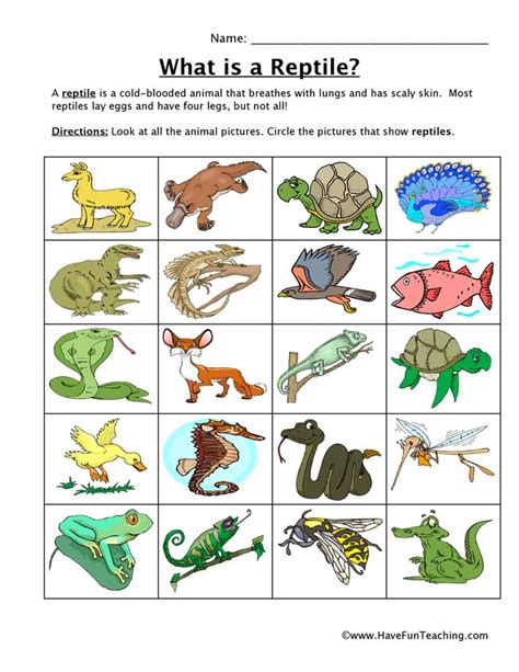 Reptiles, Animal classification, Pictures of reptiles