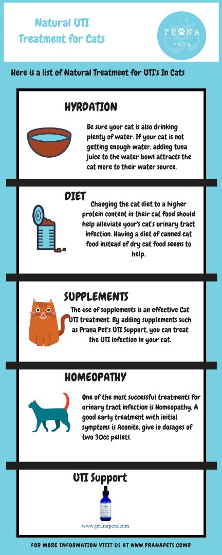 Home Remedies for UTI in Cats – PranaPets.com – Prana Pets