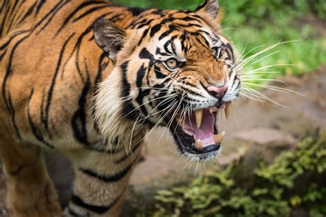 Behind the Roar: Understanding the Behavior of Tigers - Lions Tigers and Bears